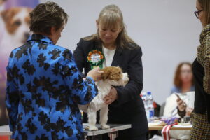 29.11.2025. Kielce. Międzynarodowa Wystawa Psów Rasowych / Fot. Wiktor Taszłow - Radio Kielce