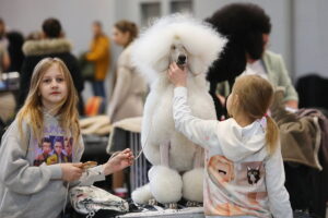 29.11.2025. Kielce. Międzynarodowa Wystawa Psów Rasowych / Fot. Wiktor Taszłow - Radio Kielce