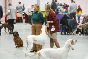 29.11.2025. Kielce. Międzynarodowa Wystawa Psów Rasowych / Fot. Wiktor Taszłow - Radio Kielce