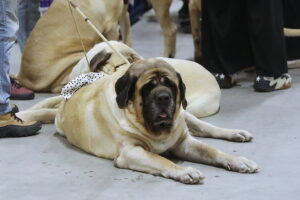 29.11.2025. Kielce. Międzynarodowa Wystawa Psów Rasowych / Fot. Wiktor Taszłow - Radio Kielce