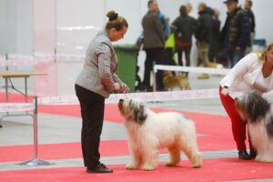 29.11.2025. Kielce. Międzynarodowa Wystawa Psów Rasowych / Fot. Wiktor Taszłow - Radio Kielce
