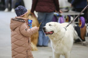29.11.2025. Kielce. Międzynarodowa Wystawa Psów Rasowych / Fot. Wiktor Taszłow - Radio Kielce