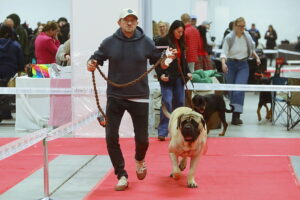 29.11.2025. Kielce. Międzynarodowa Wystawa Psów Rasowych / Fot. Wiktor Taszłow - Radio Kielce