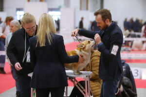 29.11.2025. Kielce. Międzynarodowa Wystawa Psów Rasowych / Fot. Wiktor Taszłow - Radio Kielce