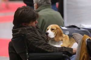 29.11.2025. Kielce. Międzynarodowa Wystawa Psów Rasowych / Fot. Wiktor Taszłow - Radio Kielce