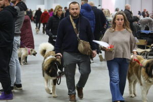 29.11.2025. Kielce. Międzynarodowa Wystawa Psów Rasowych / Fot. Wiktor Taszłow - Radio Kielce