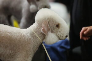 29.11.2025. Kielce. Międzynarodowa Wystawa Psów Rasowych / Fot. Wiktor Taszłow - Radio Kielce