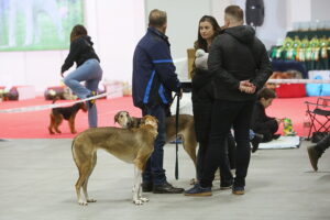 29.11.2025. Kielce. Międzynarodowa Wystawa Psów Rasowych / Fot. Wiktor Taszłow - Radio Kielce