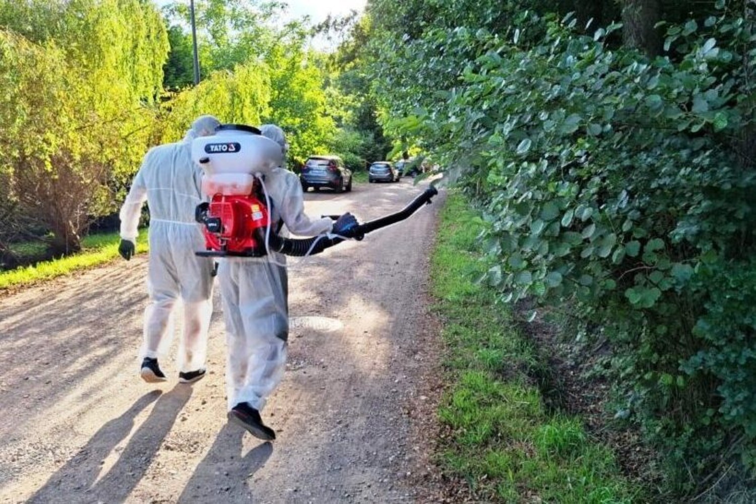 Dziki grasują w Skarżysku-Kamiennej. Miasto znalazło remedium