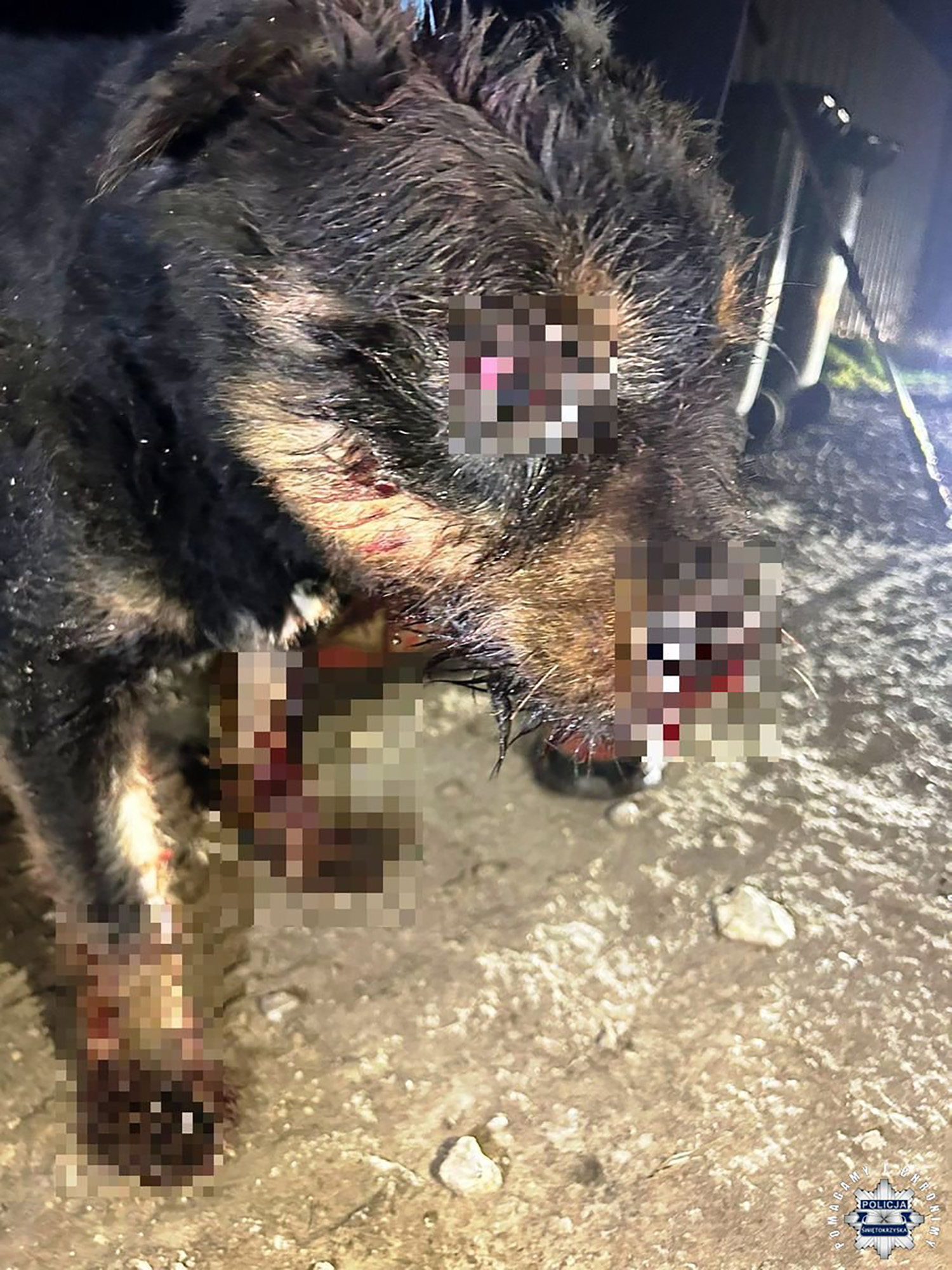 Znęcał się nad psem i został zatrzymany