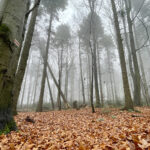 Święty Krzyż (Łysa Góra). Puszcza Jodłowa / Fot. Robert Felczak - Radio Kielce