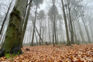 Święty Krzyż (Łysa Góra). Puszcza Jodłowa / Fot. Robert Felczak - Radio Kielce