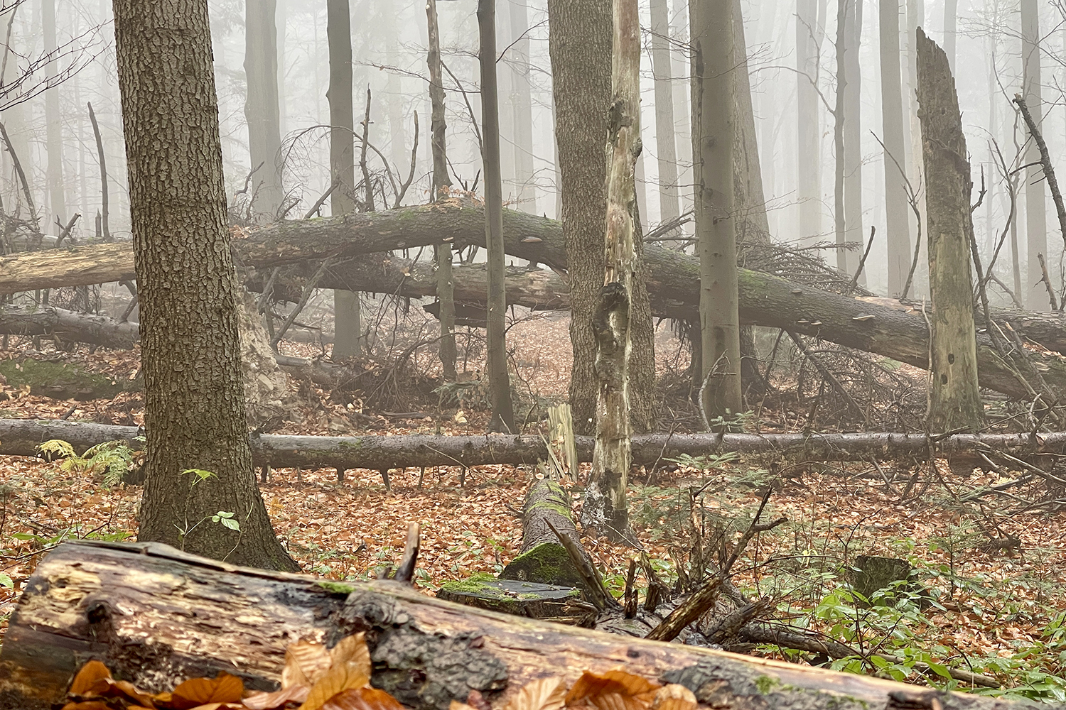 Święty Krzyż (Łysa Góra). Puszcza Jodłowa / Fot. Robert Felczak - Radio Kielce