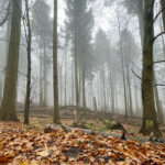 Święty Krzyż (Łysa Góra). Puszcza Jodłowa / Fot. Robert Felczak - Radio Kielce