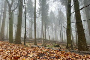 Święty Krzyż (Łysa Góra). Puszcza Jodłowa / Fot. Robert Felczak - Radio Kielce