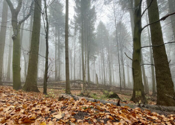 Święty Krzyż (Łysa Góra). Puszcza Jodłowa / Fot. Robert Felczak - Radio Kielce