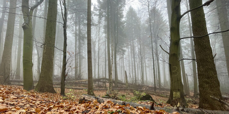 Święty Krzyż (Łysa Góra). Puszcza Jodłowa / Fot. Robert Felczak - Radio Kielce