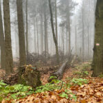 Święty Krzyż (Łysa Góra). Puszcza Jodłowa / Fot. Robert Felczak - Radio Kielce