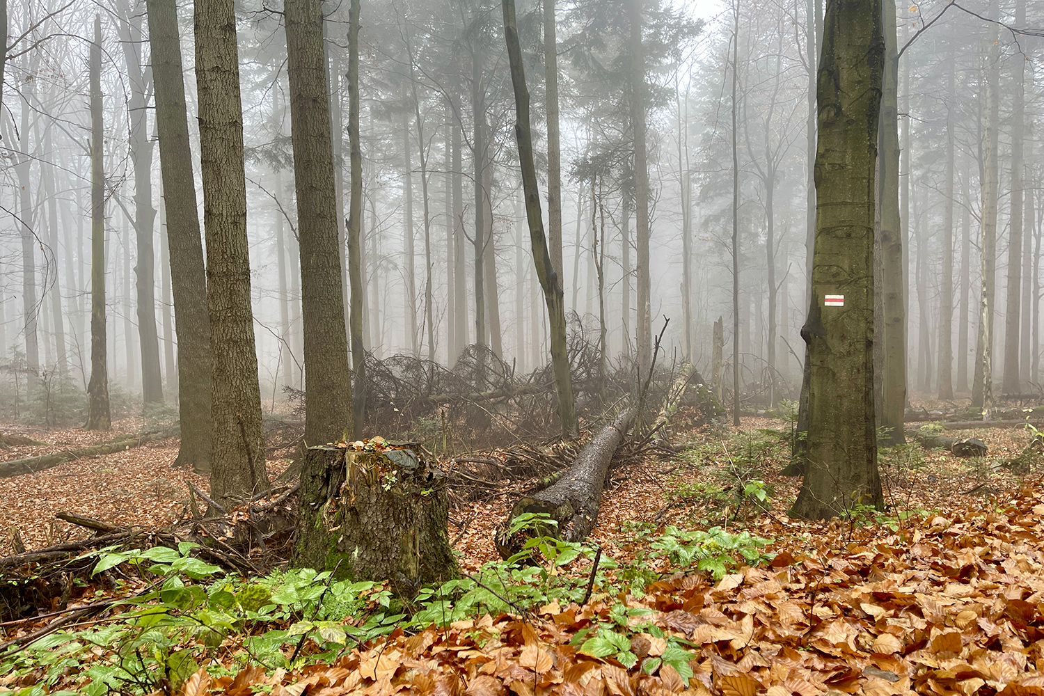 Święty Krzyż (Łysa Góra). Puszcza Jodłowa / Fot. Robert Felczak - Radio Kielce