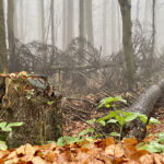 Święty Krzyż (Łysa Góra). Puszcza Jodłowa / Fot. Robert Felczak - Radio Kielce