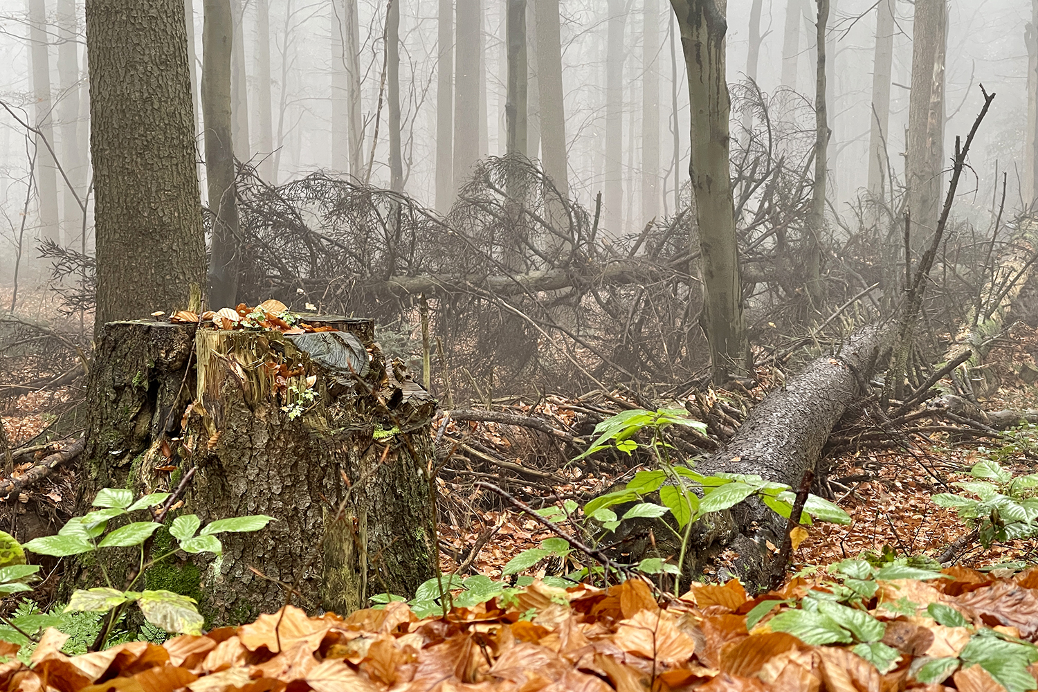 Święty Krzyż (Łysa Góra). Puszcza Jodłowa / Fot. Robert Felczak - Radio Kielce