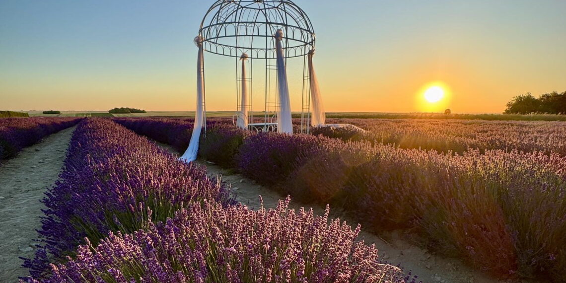 Znak rozpoznawczy wioski to: lawenda i oswojona wydra