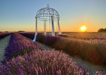 Znak rozpoznawczy wioski to: lawenda i oswojona wydra