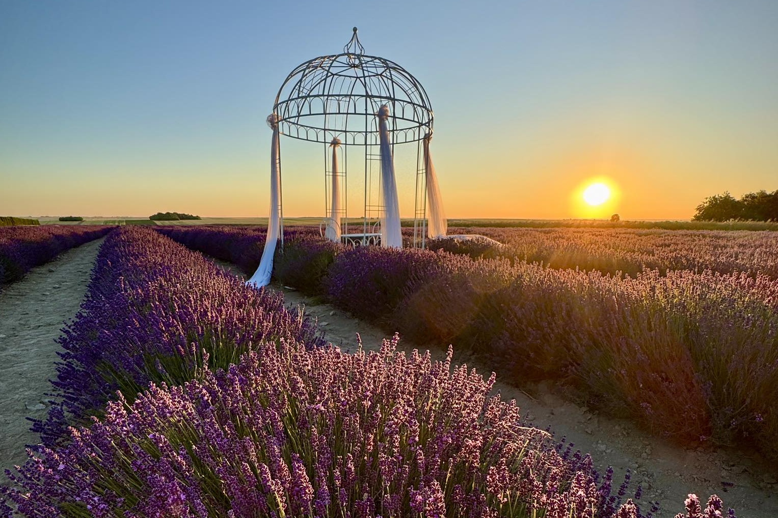 Znak rozpoznawczy wioski to: lawenda i oswojona wydra