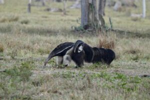 Brazylia. Pantanal / Fot. Grażyna Woźniczka