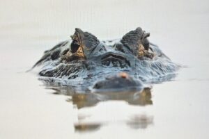 Brazylia. Pantanal / Fot. Grażyna Woźniczka