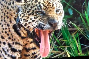 Brazylia. Pantanal / Fot. Grażyna Woźniczka