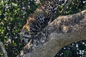 Brazylia. Pantanal / Fot. Grażyna Woźniczka