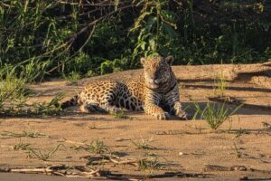 Brazylia. Pantanal / Fot. Grażyna Woźniczka