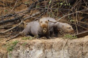 Brazylia. Pantanal / Fot. Grażyna Woźniczka