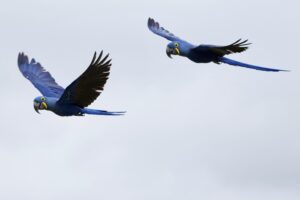 Brazylia. Pantanal / Fot. Grażyna Woźniczka