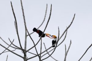 Brazylia. Pantanal / Fot. Grażyna Woźniczka