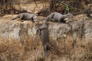 Brazylia. Pantanal / Fot. Grażyna Woźniczka