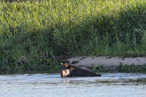 Brazylia. Pantanal / Fot. Grażyna Woźniczka