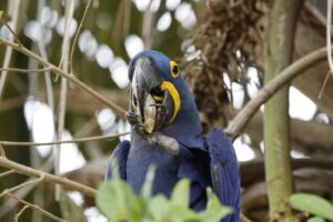 Brazylia. Pantanal / Fot. Grażyna Woźniczka
