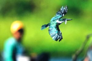 Brazylia. Pantanal / Fot. Grażyna Woźniczka