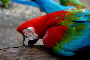 Brazylia. Pantanal / Fot. Grażyna Woźniczka