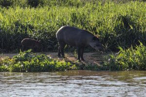 Brazylia. Pantanal / Fot. Grażyna Woźniczka