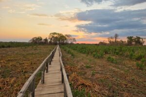 Brazylia. Pantanal / Fot. Grażyna Woźniczka