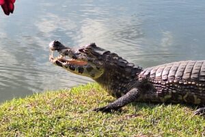Brazylia. Pantanal / Fot. Grażyna Woźniczka
