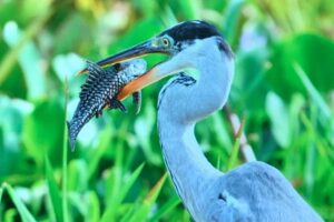 Brazylia. Pantanal / Fot. Grażyna Woźniczka