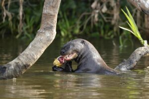 Brazylia. Pantanal / Fot. Grażyna Woźniczka