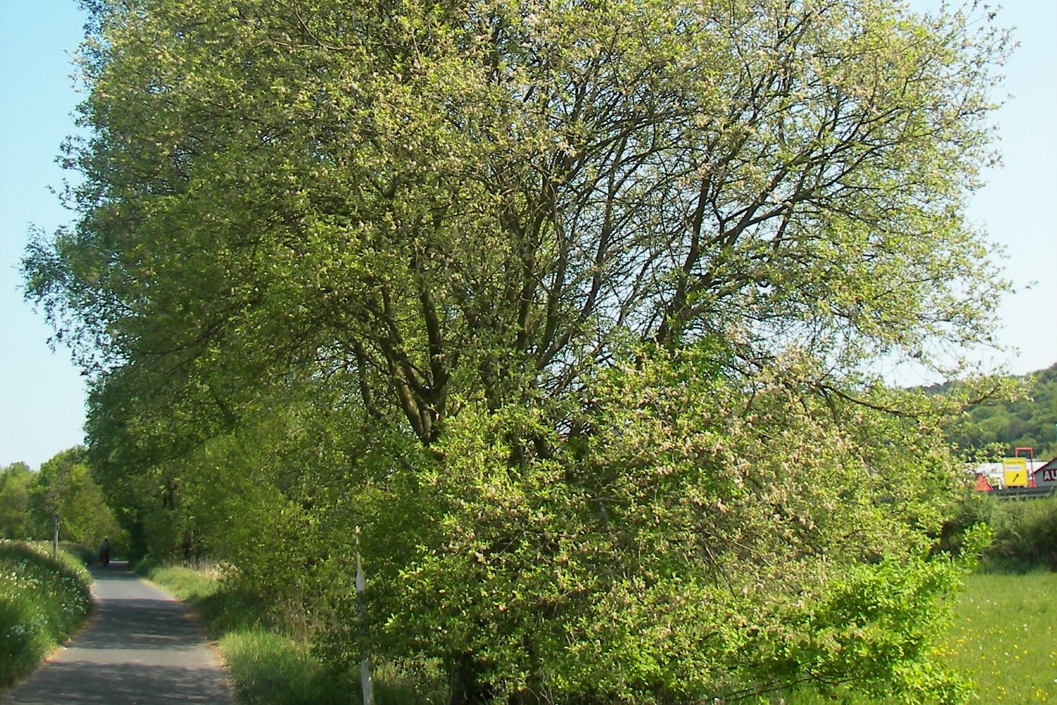 Na Ponidziu będzie więcej wierzb