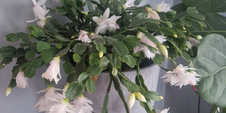 Grudnik / Fot. Marzena Smoręda - Radio Kielce