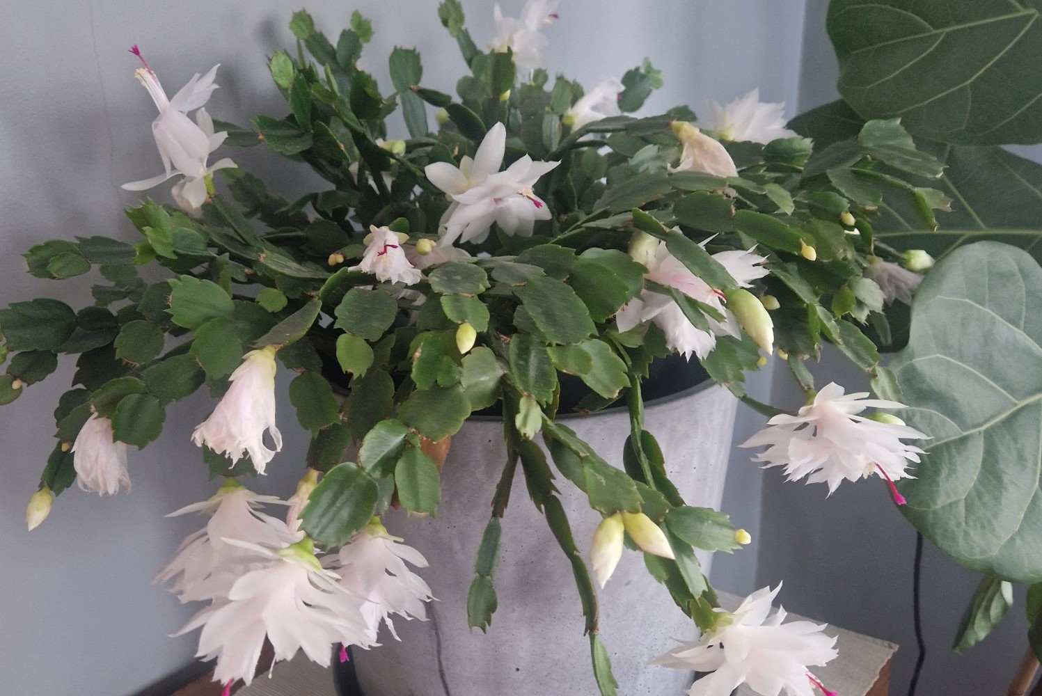 Już zakwitł grudnik