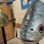 Z rybami słodkowodnymi za pan brat